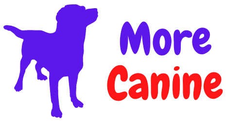 More canine